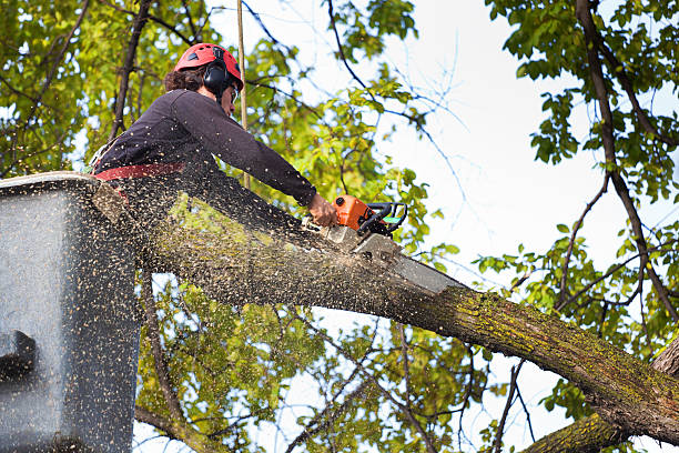 The Steps Involved in Our Tree Care Process in Magnet Cove, AR